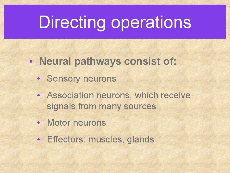 Directing operations • Neural pathways consist of: • Sensory neurons • Association neurons, which