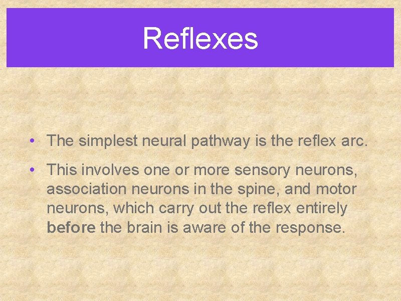 Reflexes • The simplest neural pathway is the reflex arc. • This involves one