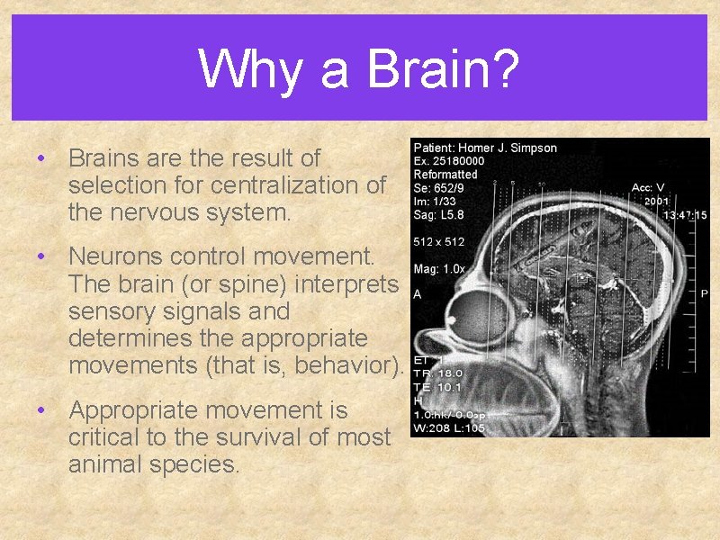 Why a Brain? • Brains are the result of selection for centralization of the