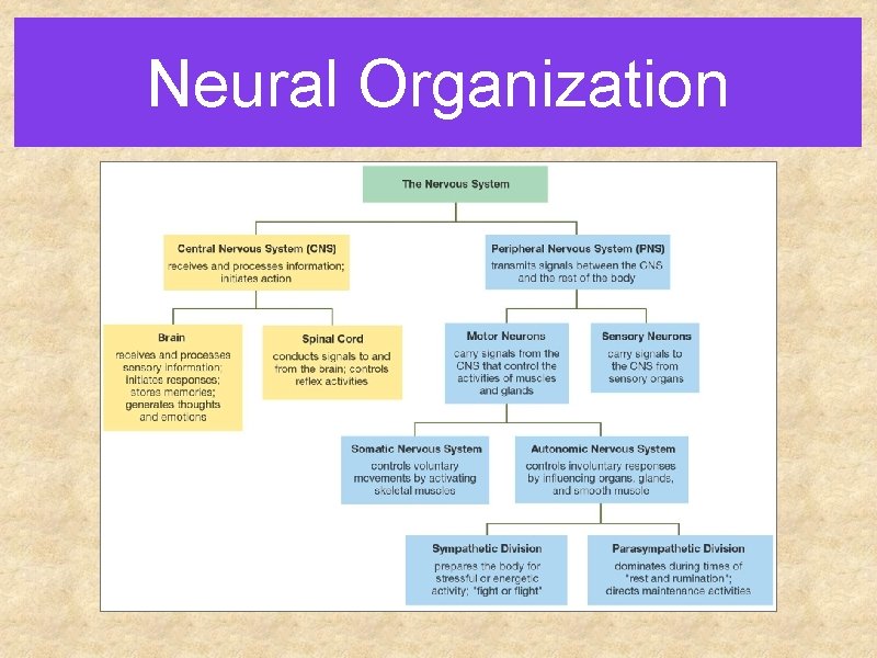 Neural Organization 