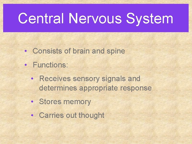 Central Nervous System • Consists of brain and spine • Functions: • Receives sensory