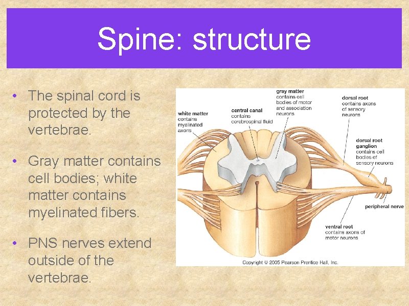 Spine: structure • The spinal cord is protected by the vertebrae. • Gray matter