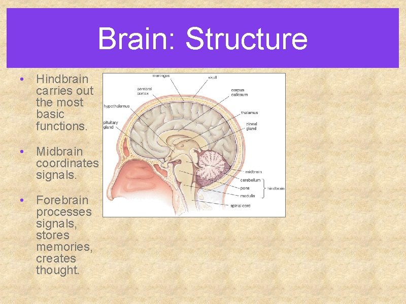 Brain: Structure • Hindbrain carries out the most basic functions. • Midbrain coordinates signals.