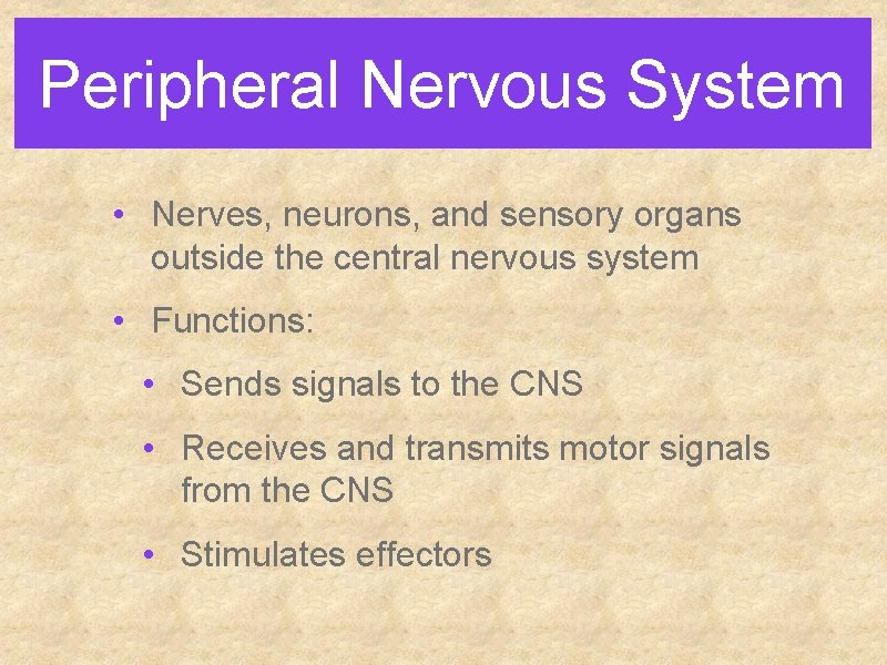 Peripheral Nervous System • Nerves, neurons, and sensory organs outside the central nervous system