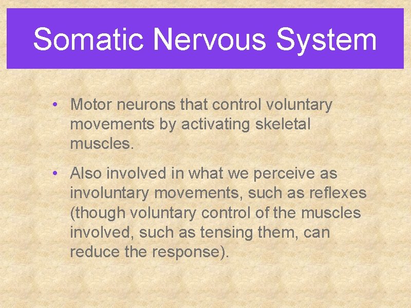 Somatic Nervous System • Motor neurons that control voluntary movements by activating skeletal muscles.