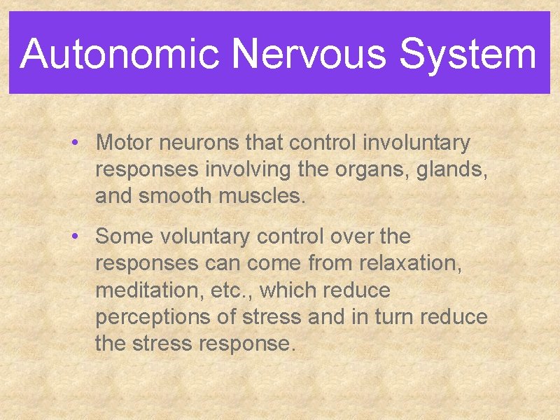 Autonomic Nervous System • Motor neurons that control involuntary responses involving the organs, glands,