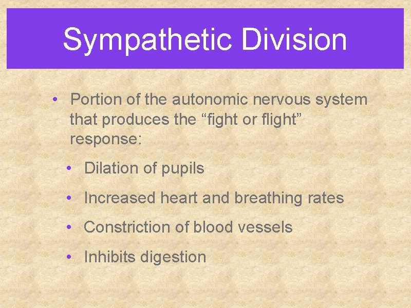 Sympathetic Division • Portion of the autonomic nervous system that produces the “fight or