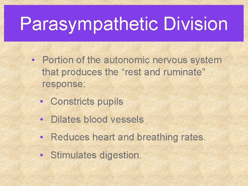 Parasympathetic Division • Portion of the autonomic nervous system that produces the “rest and