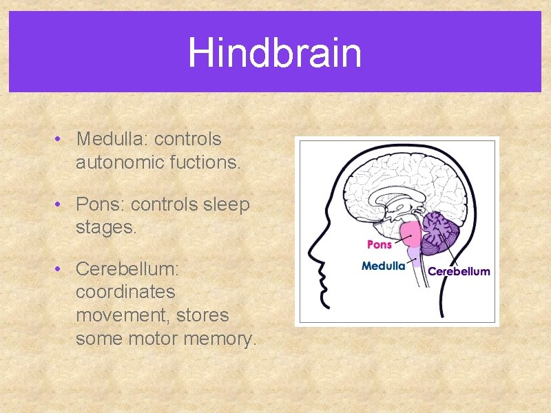 Hindbrain • Medulla: controls autonomic fuctions. • Pons: controls sleep stages. • Cerebellum: coordinates