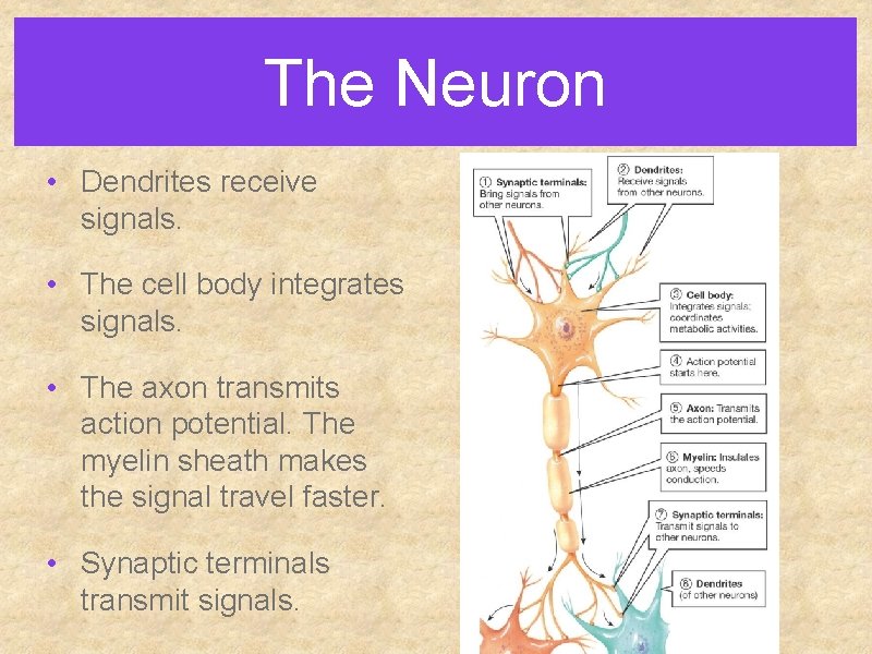 The Neuron • Dendrites receive signals. • The cell body integrates signals. • The