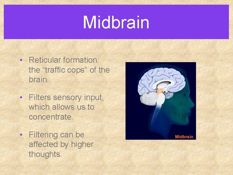 Midbrain • Reticular formation: the “traffic cops” of the brain. • Filters sensory input,