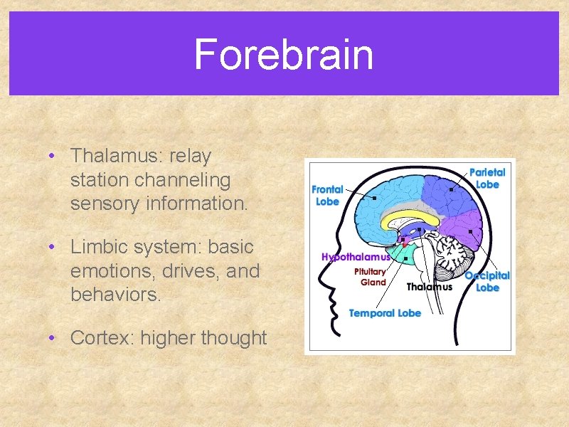 Forebrain • Thalamus: relay station channeling sensory information. • Limbic system: basic emotions, drives,