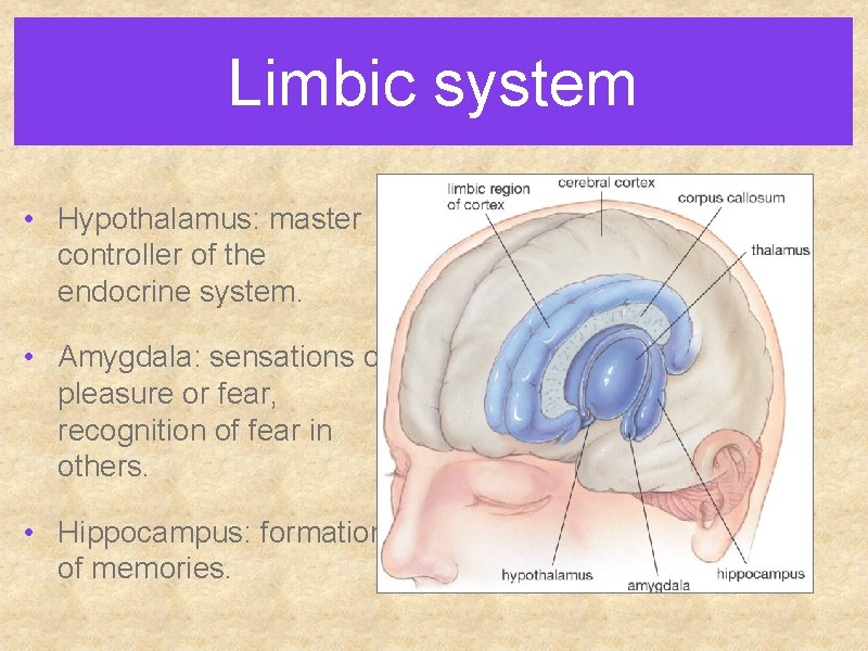 Limbic system • Hypothalamus: master controller of the endocrine system. • Amygdala: sensations of