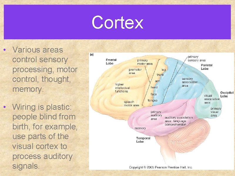 Cortex • Various areas control sensory processing, motor control, thought, memory. • Wiring is