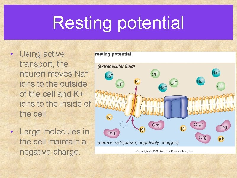 Resting potential • Using active transport, the neuron moves Na+ ions to the outside