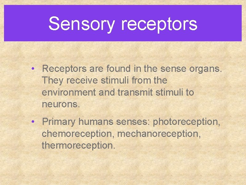 Sensory receptors • Receptors are found in the sense organs. They receive stimuli from