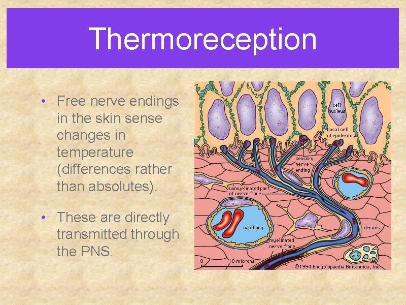 Thermoreception • Free nerve endings in the skin sense changes in temperature (differences rather