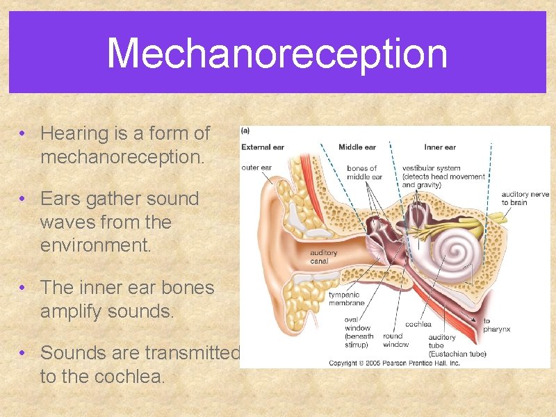 Mechanoreception • Hearing is a form of mechanoreception. • Ears gather sound waves from