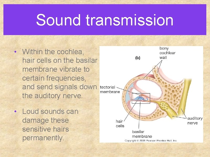 Sound transmission • Within the cochlea, hair cells on the basilar membrane vibrate to