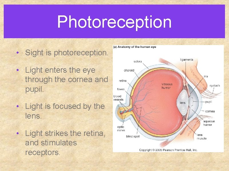 Photoreception • Sight is photoreception. • Light enters the eye through the cornea and