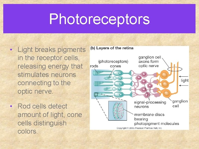 Photoreceptors • Light breaks pigments in the receptor cells, releasing energy that stimulates neurons