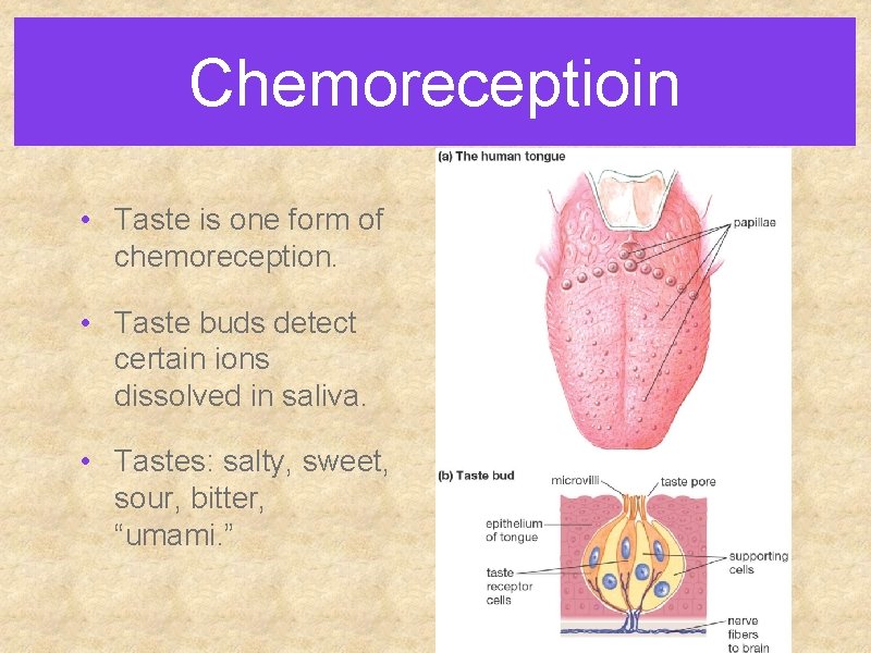 Chemoreceptioin • Taste is one form of chemoreception. • Taste buds detect certain ions