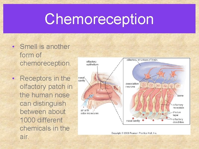 Chemoreception • Smell is another form of chemoreception. • Receptors in the olfactory patch