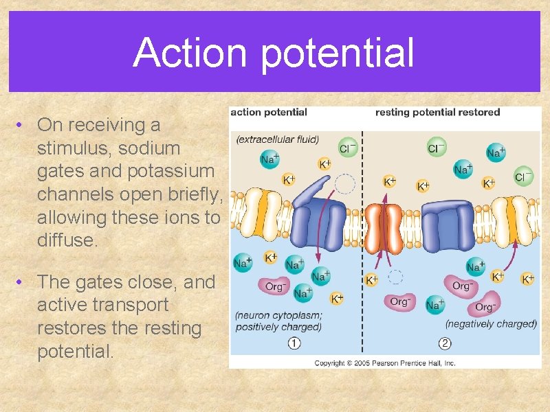 Action potential • On receiving a stimulus, sodium gates and potassium channels open briefly,