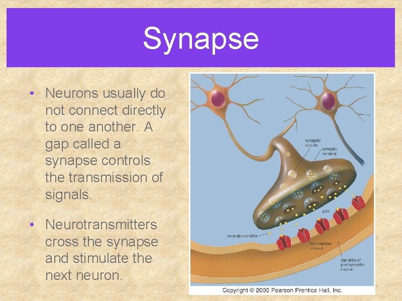Synapse • Neurons usually do not connect directly to one another. A gap called