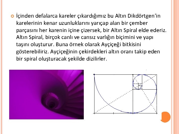  İçinden defalarca kareler çıkardığımız bu Altın Dikdörtgen'in karelerinin kenar uzunluklarını yarıçap alan bir