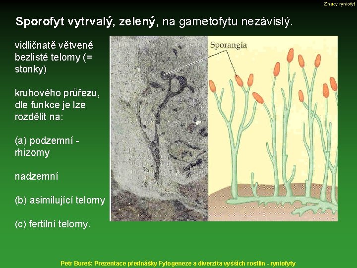 Znaky ryniofyt Sporofyt vytrvalý, zelený, na gametofytu nezávislý. vidličnatě větvené bezlisté telomy (= stonky)