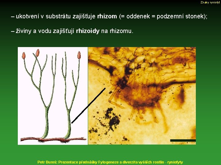 Znaky ryniofyt – ukotvení v substrátu zajišťuje rhizom (= oddenek = podzemní stonek); –