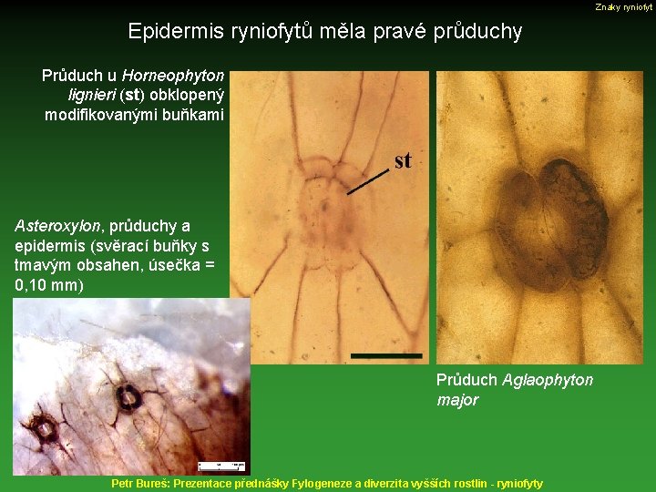 Znaky ryniofyt Epidermis ryniofytů měla pravé průduchy Průduch u Horneophyton lignieri (st) obklopený modifikovanými
