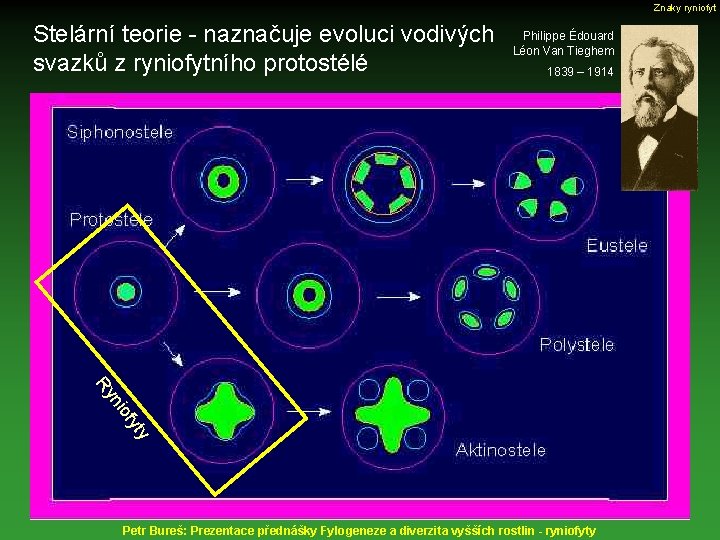Znaky ryniofyt Stelární teorie - naznačuje evoluci vodivých svazků z ryniofytního protostélé Philippe Édouard