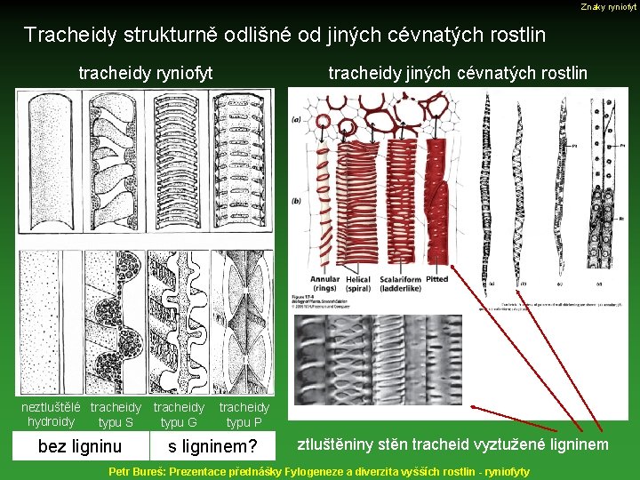 Znaky ryniofyt Tracheidy strukturně odlišné od jiných cévnatých rostlin tracheidy ryniofyt tracheidy jiných cévnatých
