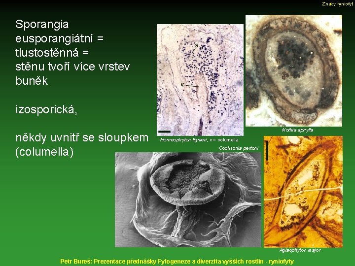 Znaky ryniofyt Sporangia eusporangiátní = tlustostěnná = stěnu tvoří více vrstev buněk izosporická, někdy