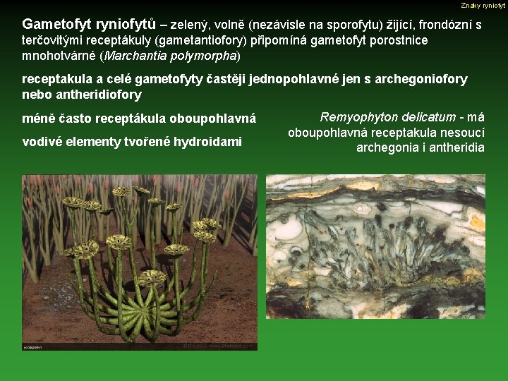 Znaky ryniofyt Gametofyt ryniofytů – zelený, volně (nezávisle na sporofytu) žijící, frondózní s terčovitými