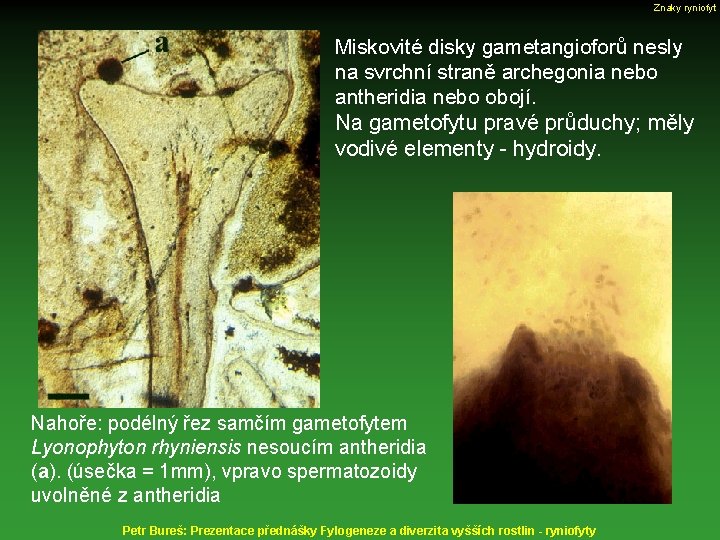 Znaky ryniofyt Miskovité disky gametangioforů nesly na svrchní straně archegonia nebo antheridia nebo obojí.