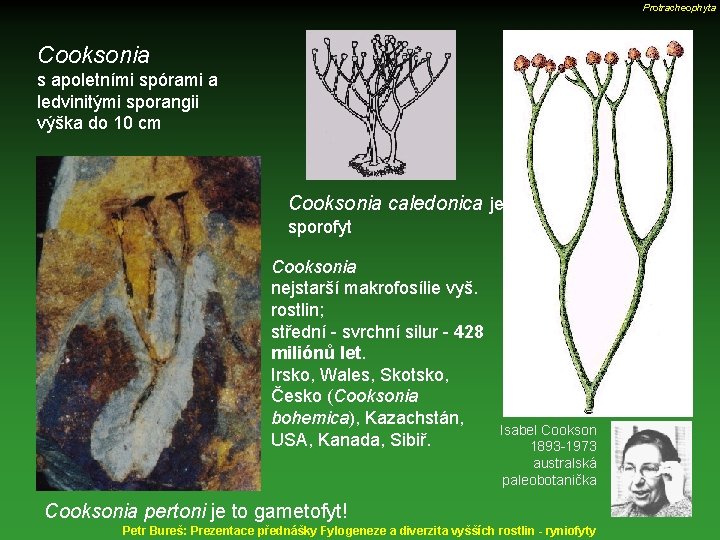 Protracheophyta Cooksonia s apoletními spórami a ledvinitými sporangii výška do 10 cm Cooksonia caledonica