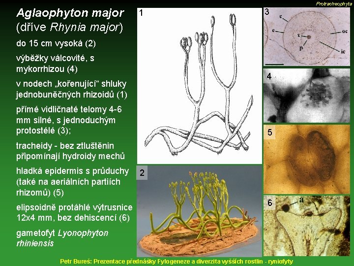 Aglaophyton major (dříve Rhynia major) Protracheophyta 1 3 do 15 cm vysoká (2) výběžky
