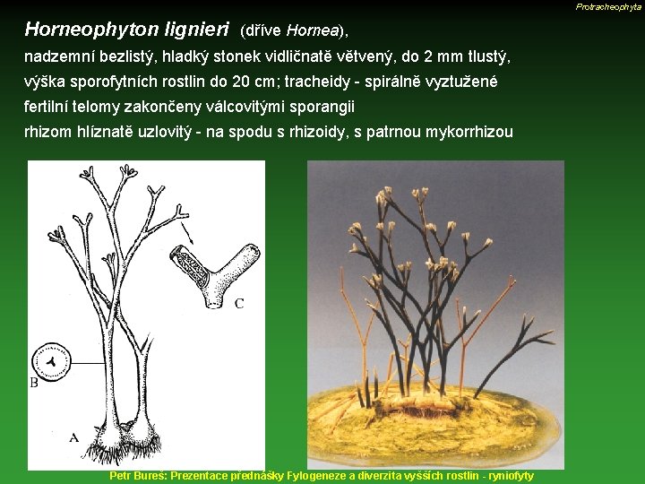 Protracheophyta Horneophyton lignieri (dříve Hornea), nadzemní bezlistý, hladký stonek vidličnatě větvený, do 2 mm