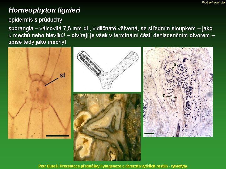 Protracheophyta Horneophyton lignieri epidermis s průduchy sporangia – válcovitá 7, 5 mm dl. ,