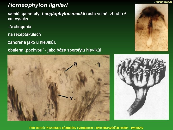 Horneophyton lignieri samičí gametofyt Langiophyton mackii roste volně, zhruba 6 cm vysoký -Archegonia na