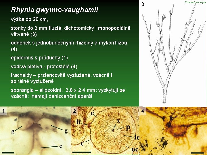 Rhynia gwynne-vaughamii 3 výška do 20 cm, stonky do 3 mm tlusté, dichotomicky i