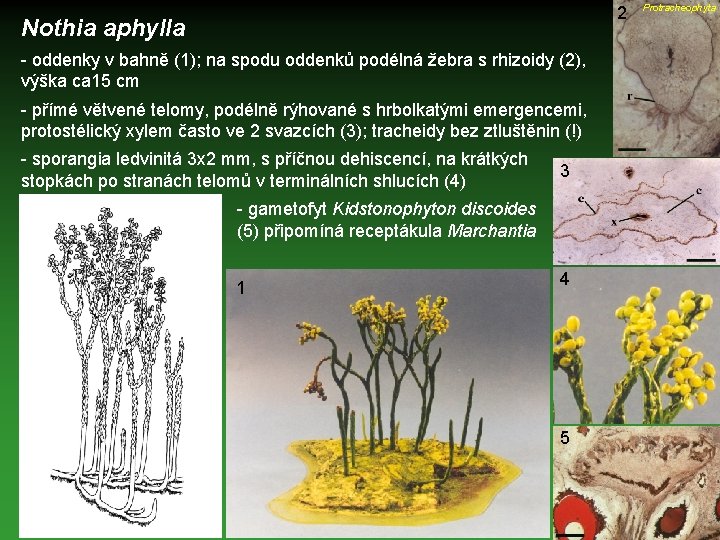 2 Nothia aphylla - oddenky v bahně (1); na spodu oddenků podélná žebra s