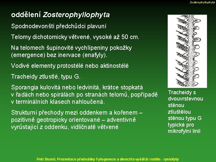 Zosterophyllophyta oddělení Zosterophyllophyta Spodnodevonští předchůdci plavuní Telomy dichotomicky větvené, vysoké až 50 cm. Na