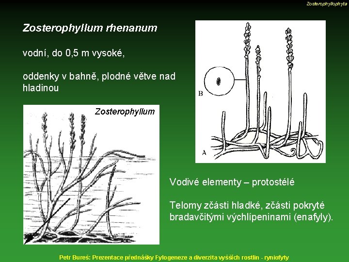 Zosterophyllophyta Zosterophyllum rhenanum vodní, do 0, 5 m vysoké, oddenky v bahně, plodné větve