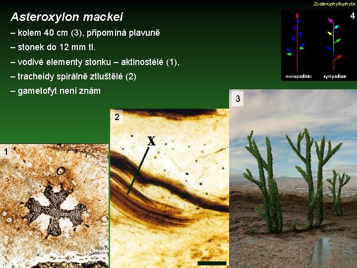 Zosterophyllophyta Asteroxylon mackei 4 – kolem 40 cm (3), připomíná plavuně – stonek do