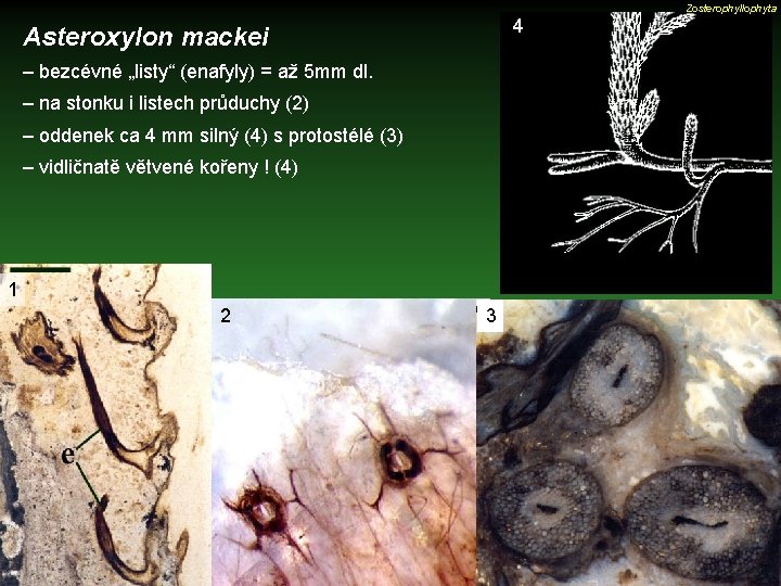 Zosterophyllophyta 4 Asteroxylon mackei – bezcévné „listy“ (enafyly) = až 5 mm dl. –