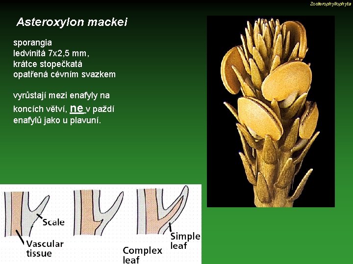 Zosterophyllophyta Asteroxylon mackei sporangia ledvinitá 7 x 2, 5 mm, krátce stopečkatá opatřená cévním